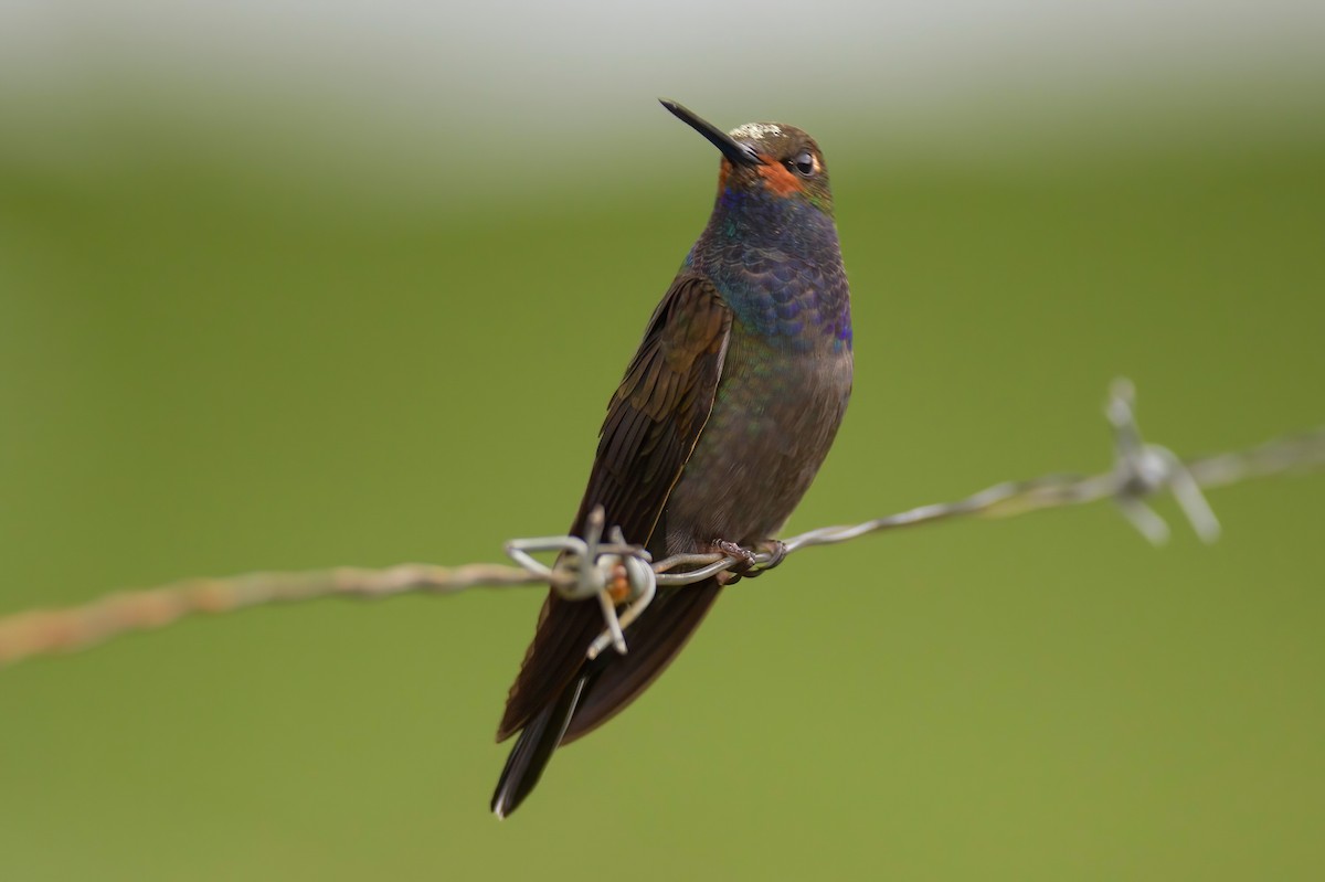 kolibřík irisový - ML473113881