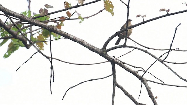 Bulbul aux yeux rouges - ML473114