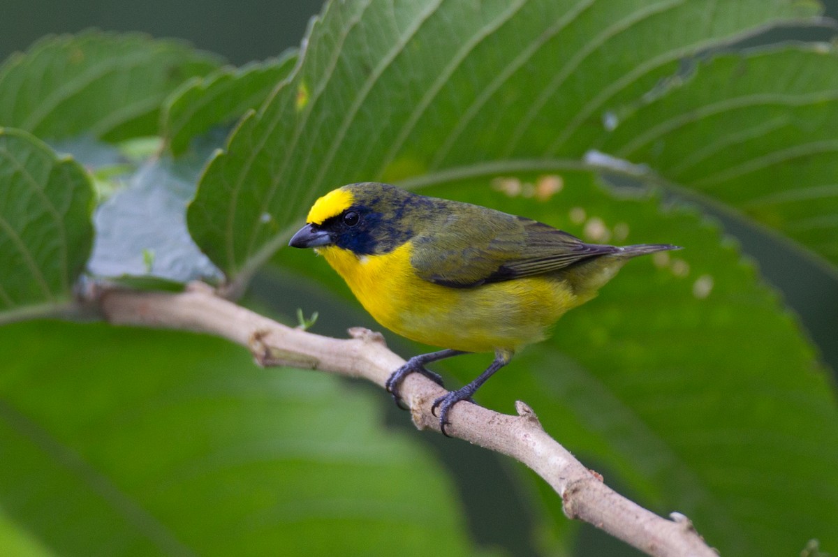 Thick-billed Euphonia - ML473114391