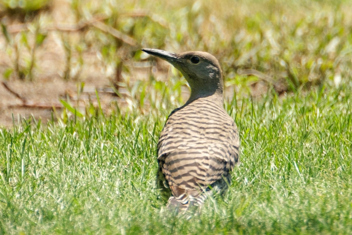 Northern Flicker - ML473114551