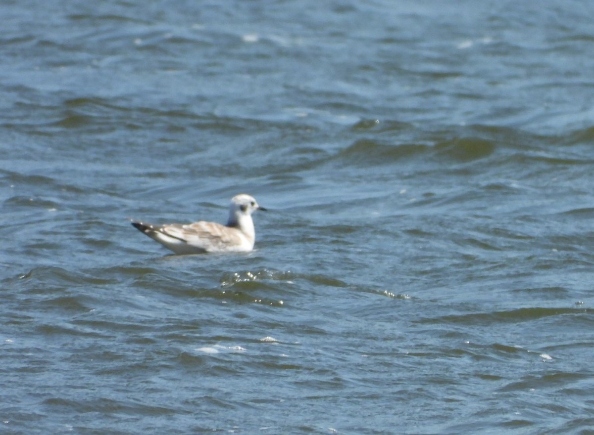 Bonaparte's Gull - ML473114921