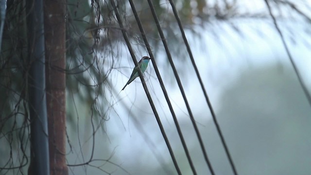 Blue-throated Bee-eater - ML473116