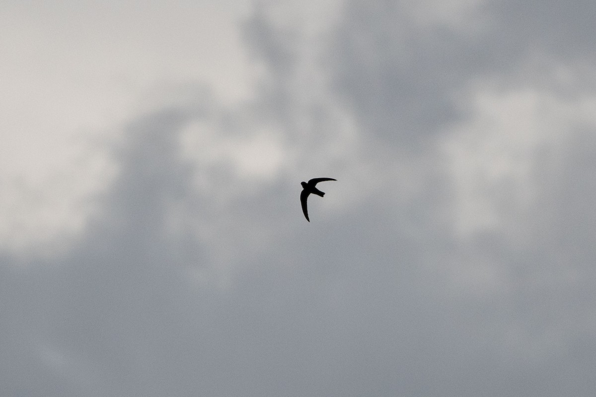 Black Swift - ML473116671