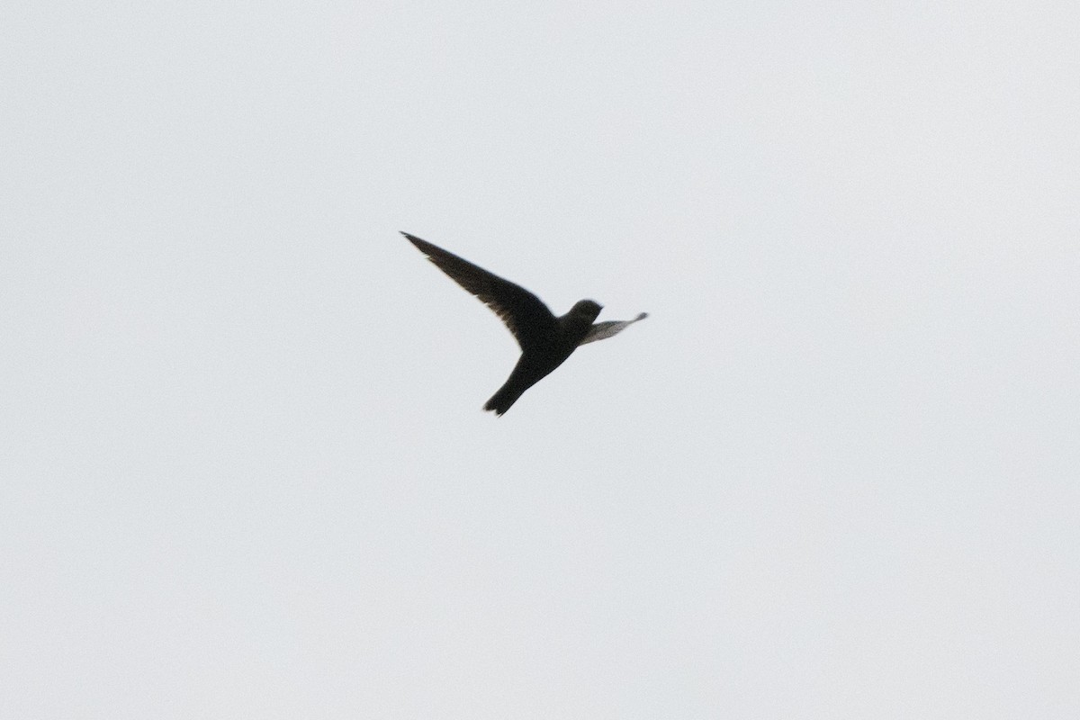 Black Swift - ML473116681