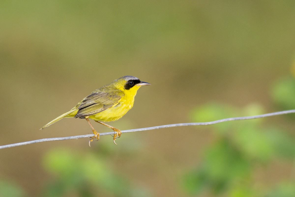 Masked Yellowthroat - javier mesa