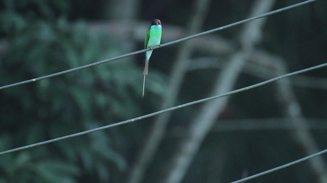 Blue-throated Bee-eater - ML473117