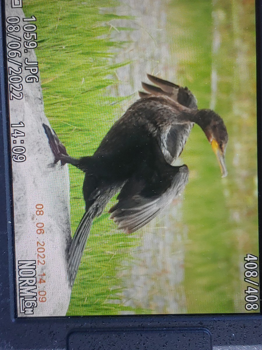 Neotropic Cormorant - ML473117821