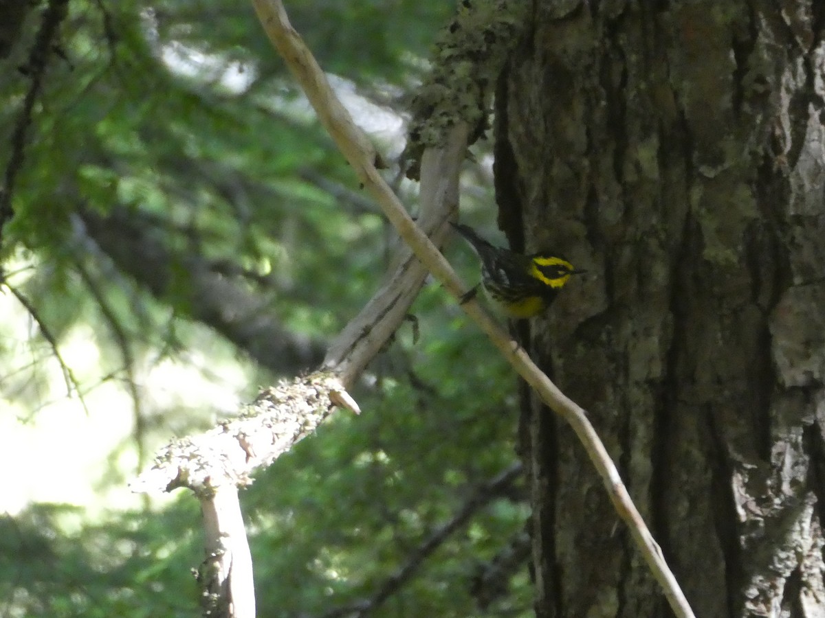 Townsend's Warbler - ML473117921
