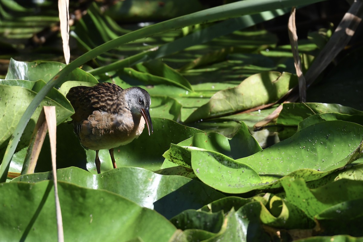 Virginia Rail - ML473118361