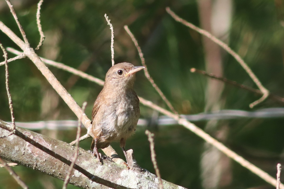 House Wren - ML473118791