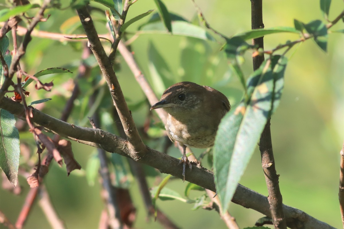 House Wren - ML473118801