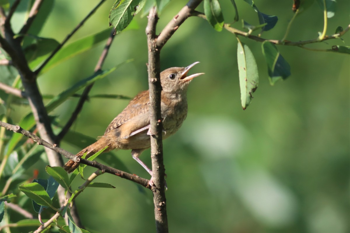 House Wren - ML473118811