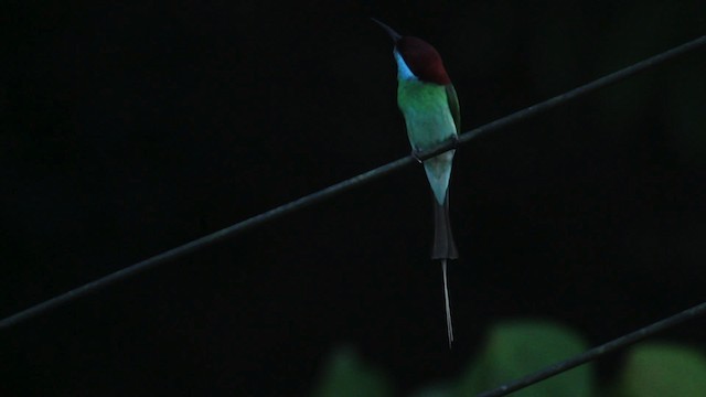Blue-throated Bee-eater - ML473119