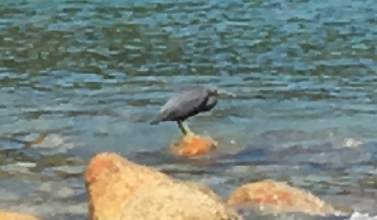 Pacific Reef-Heron - Howard Towle