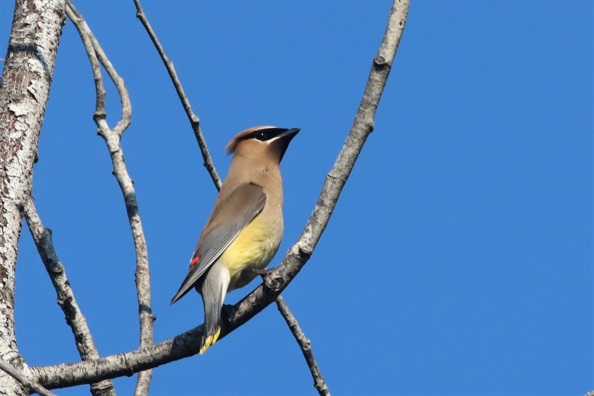 Cedar Waxwing - Margaret Viens