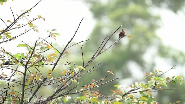 Banded Woodpecker - ML473121