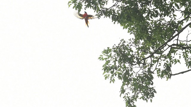 Minivet Encendido - ML473122