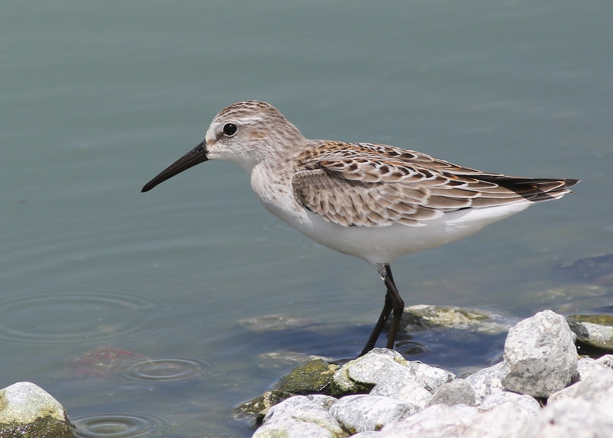 Western Sandpiper - ML473122321