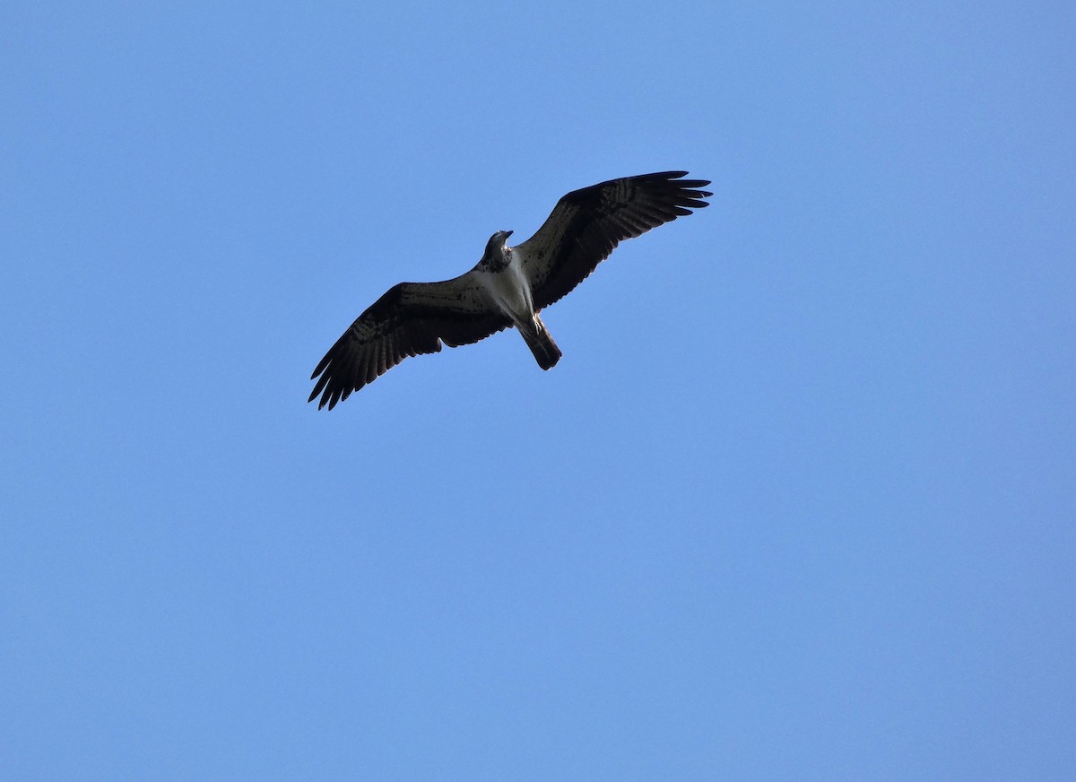 Osprey - Francisco Javier Calvo lesmes