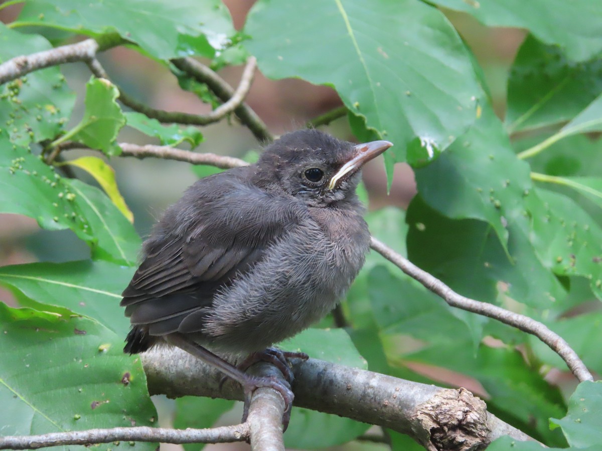 Gray Catbird - Ken Clark