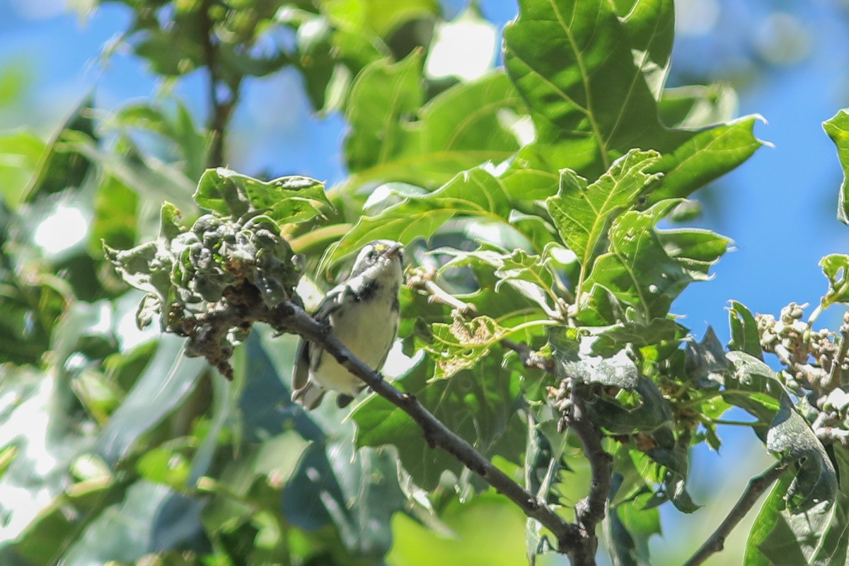 Black-throated Gray Warbler - Teresa Connell