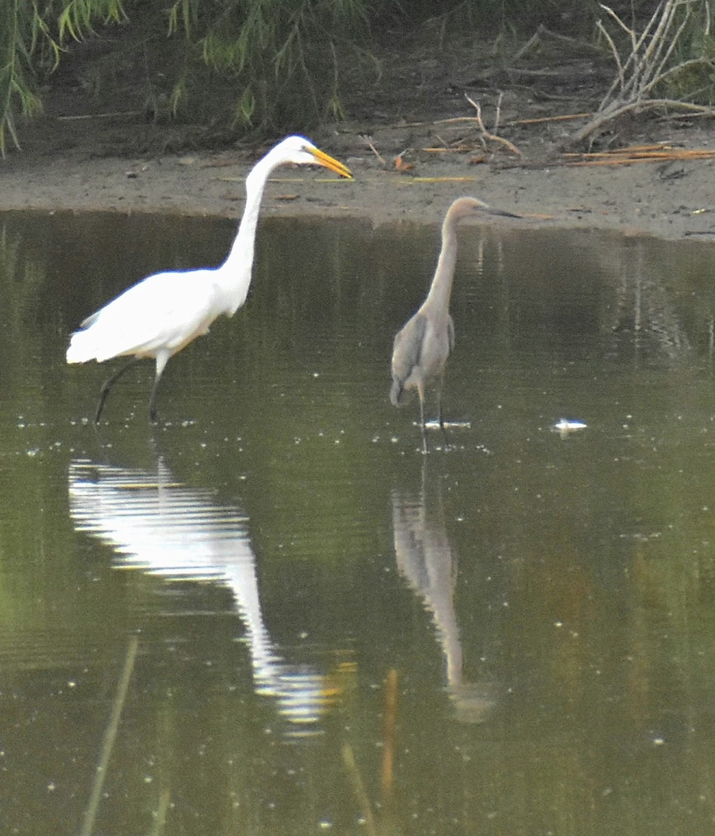 Reddish Egret - ML473122711