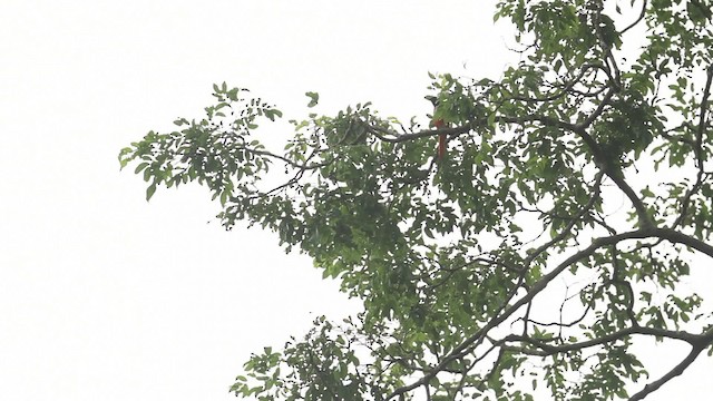 Minivet Encendido - ML473123