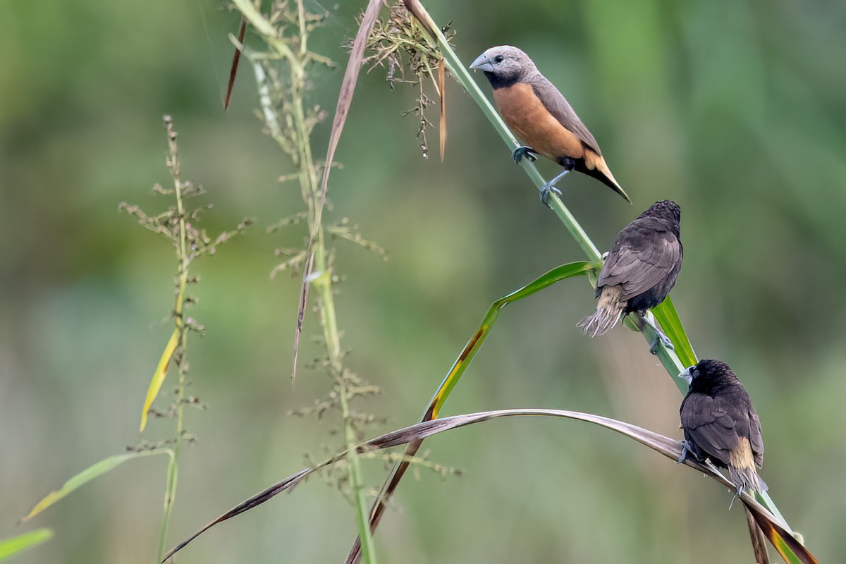 Gray-crowned Munia - ML473123061