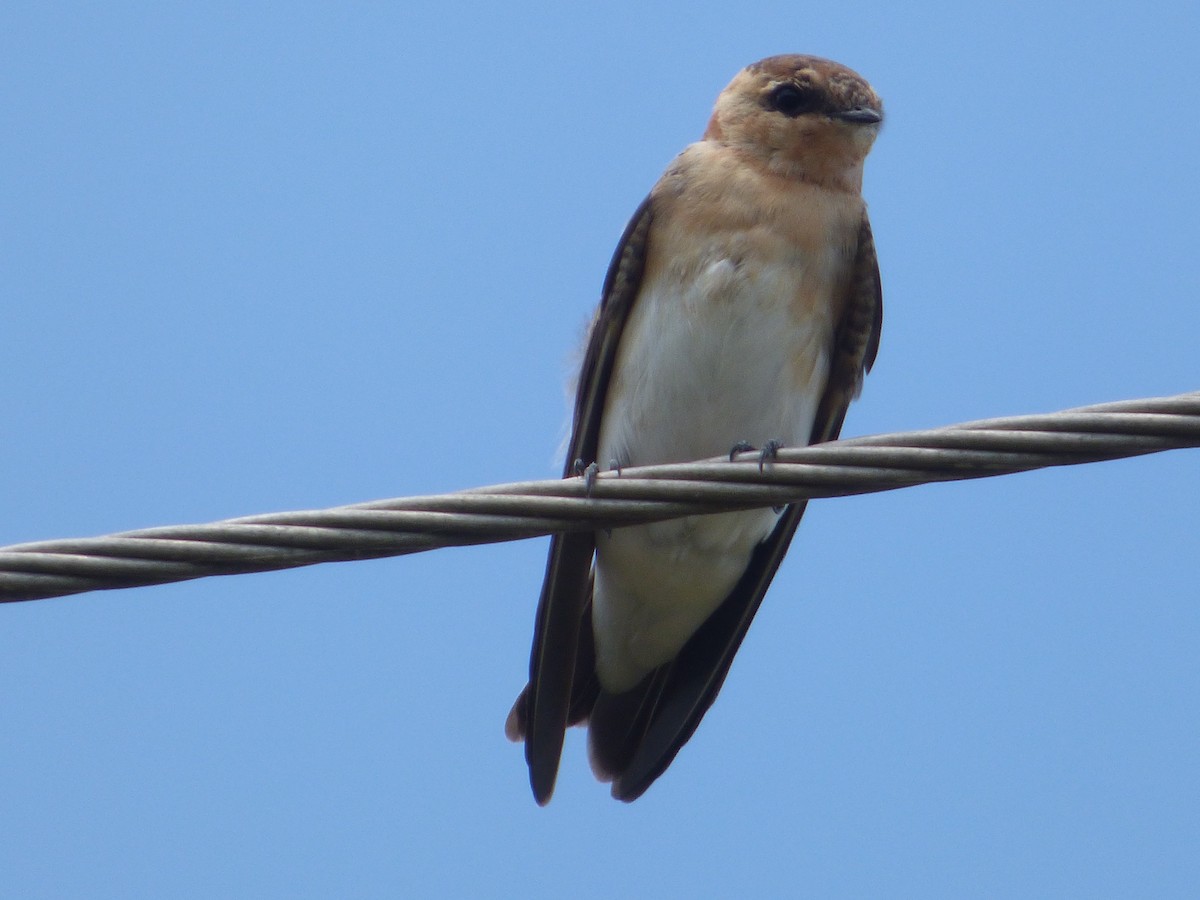 Tawny-headed Swallow - Silvia Enggist