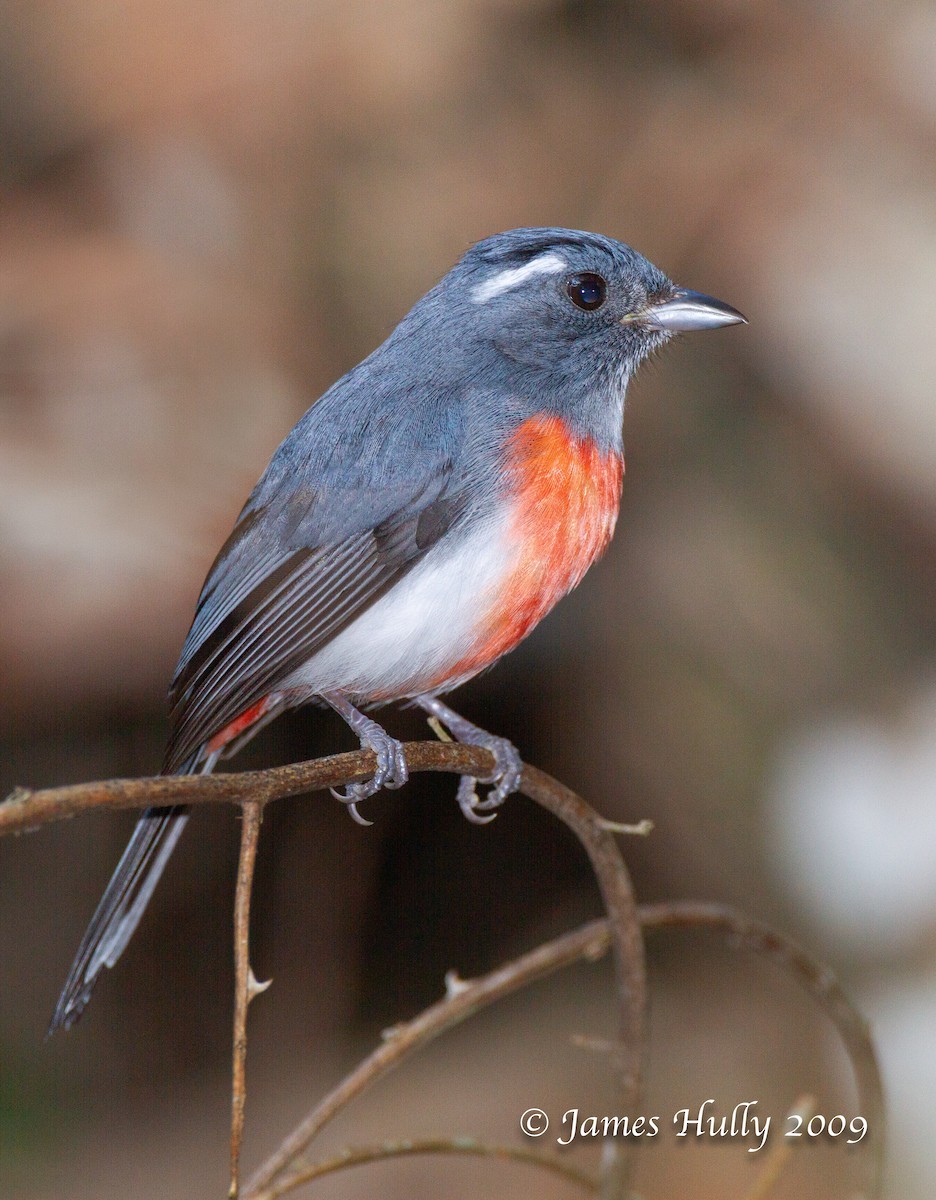 Gray-throated Chat - Jim Hully