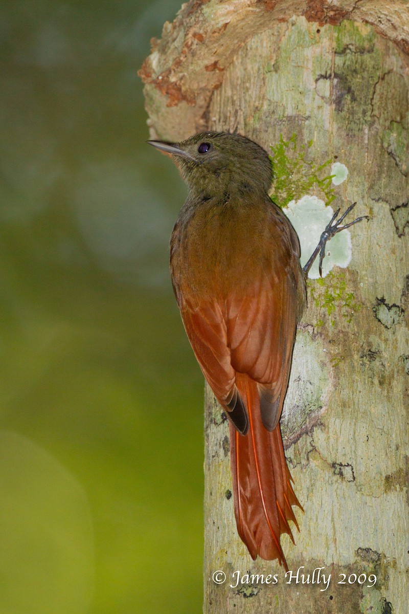 Olivaceous Woodcreeper - Jim Hully