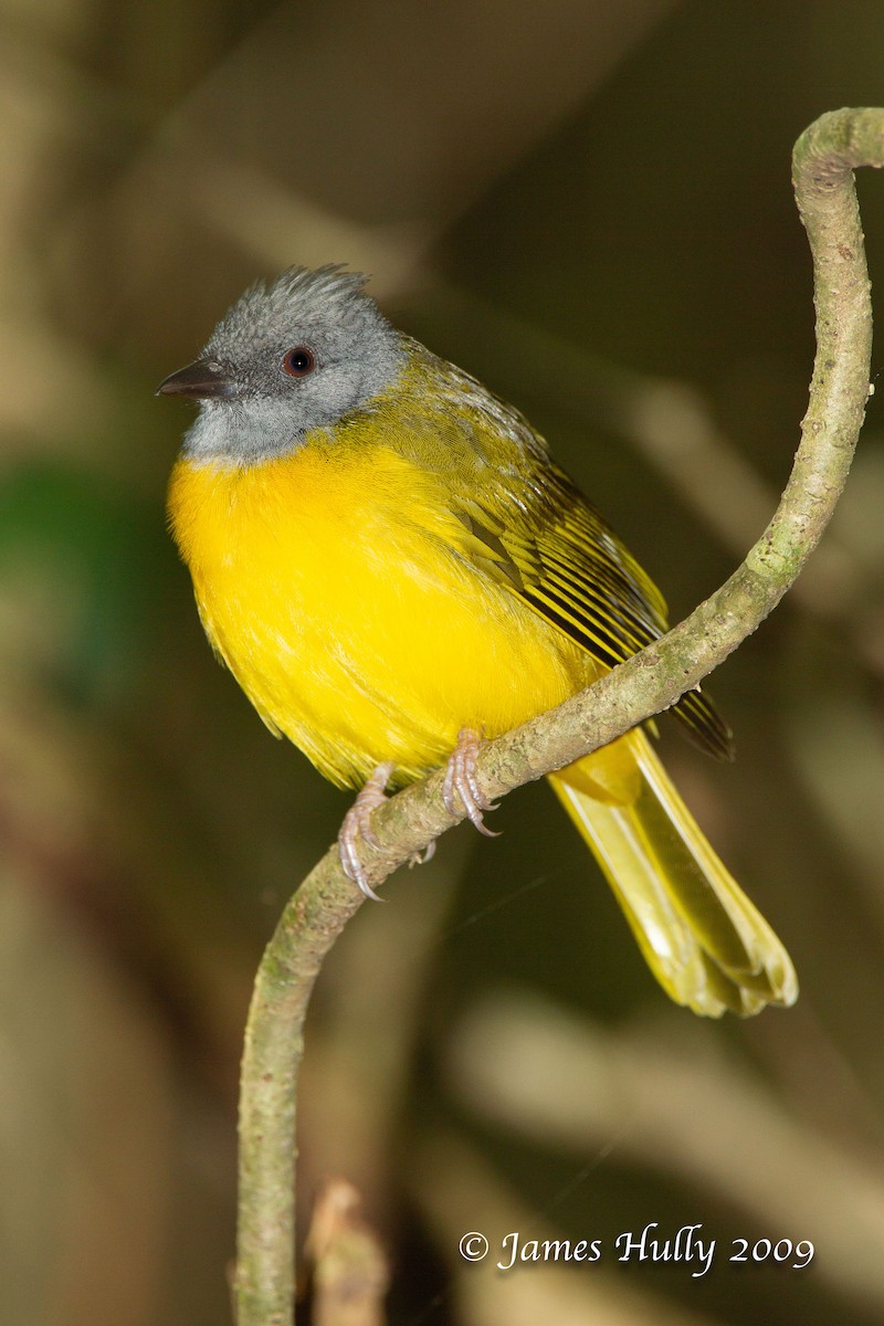 Gray-headed Tanager - Jim Hully