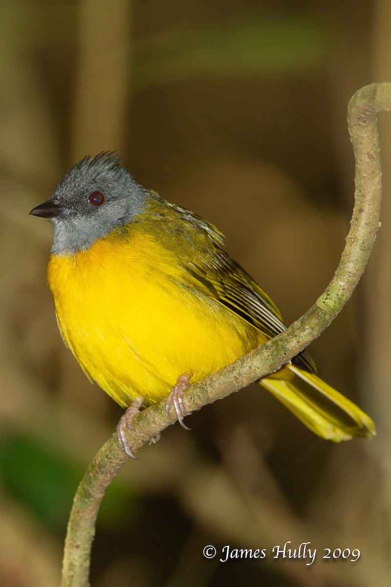 Gray-headed Tanager - Jim Hully