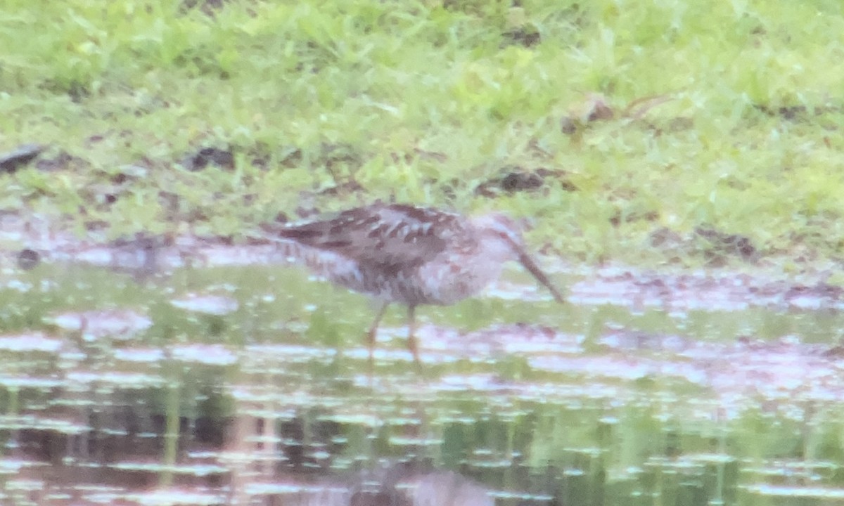 Stilt Sandpiper - ML473125841