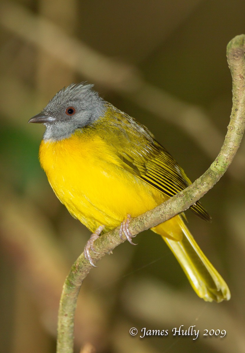 Gray-headed Tanager - Jim Hully