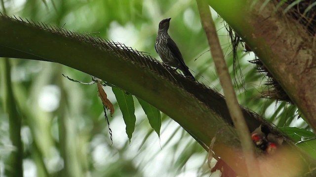 Asian Glossy Starling - ML473126