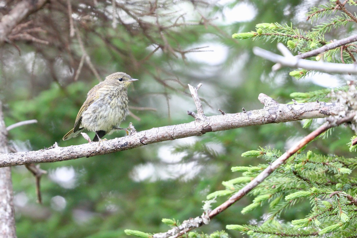 Palm Warbler (Yellow) - ML473126661