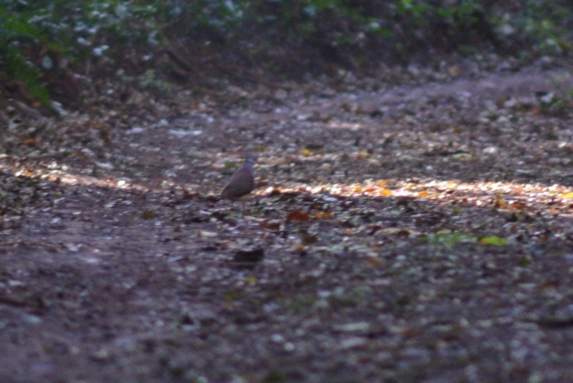 Violaceous Quail-Dove - ML473128001