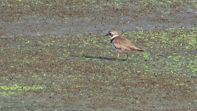 Semipalmated Plover - ML473128541