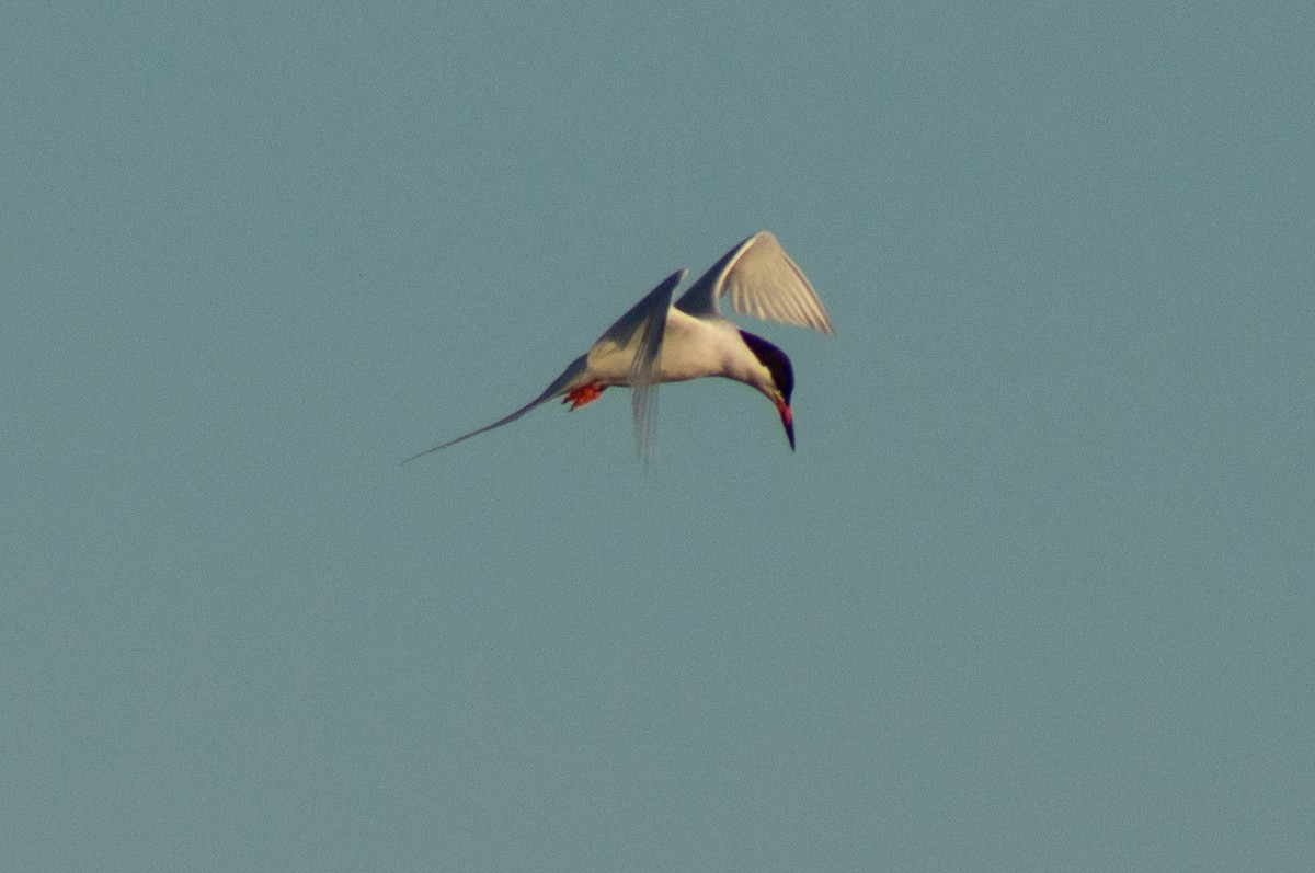 Roseate Tern - ML473128911