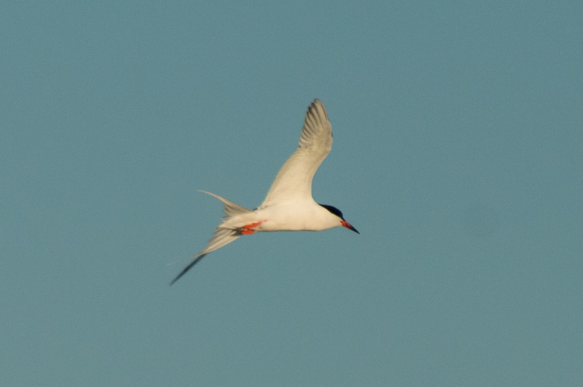 Roseate Tern - Trenton Voytko