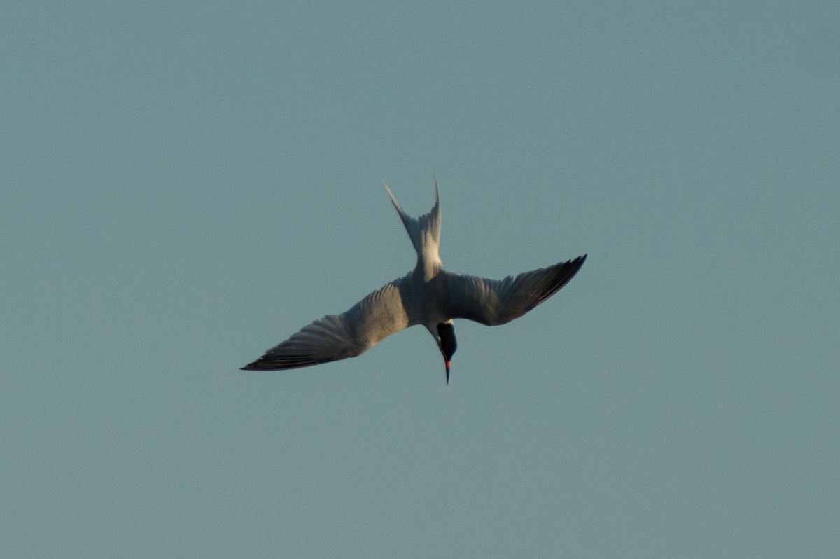 Roseate Tern - Trenton Voytko