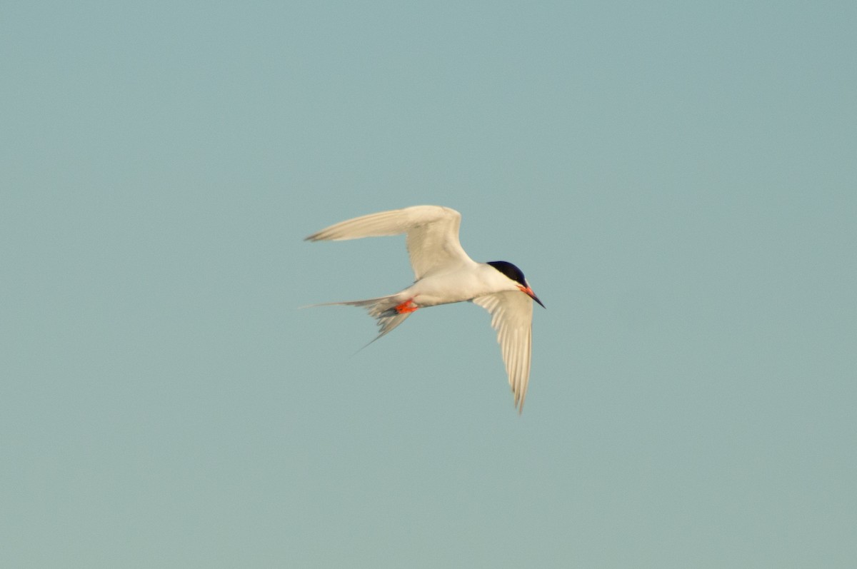 Roseate Tern - Trenton Voytko