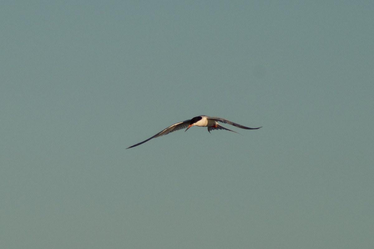 Roseate Tern - ML473128991