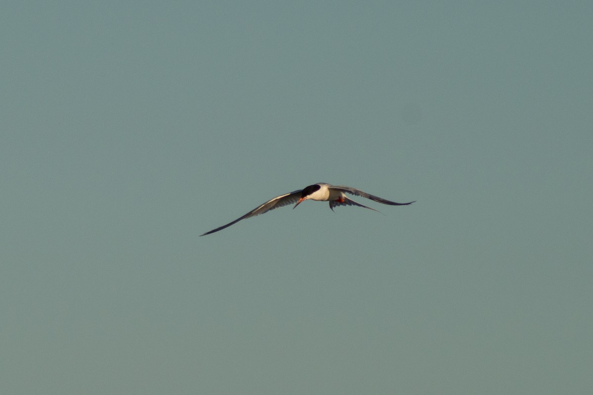 Roseate Tern - Trenton Voytko