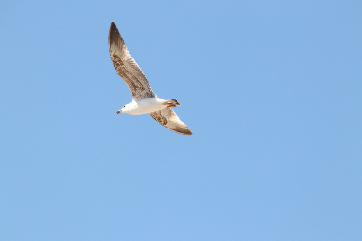 Yellow-legged Gull - Murat GÖKÇE