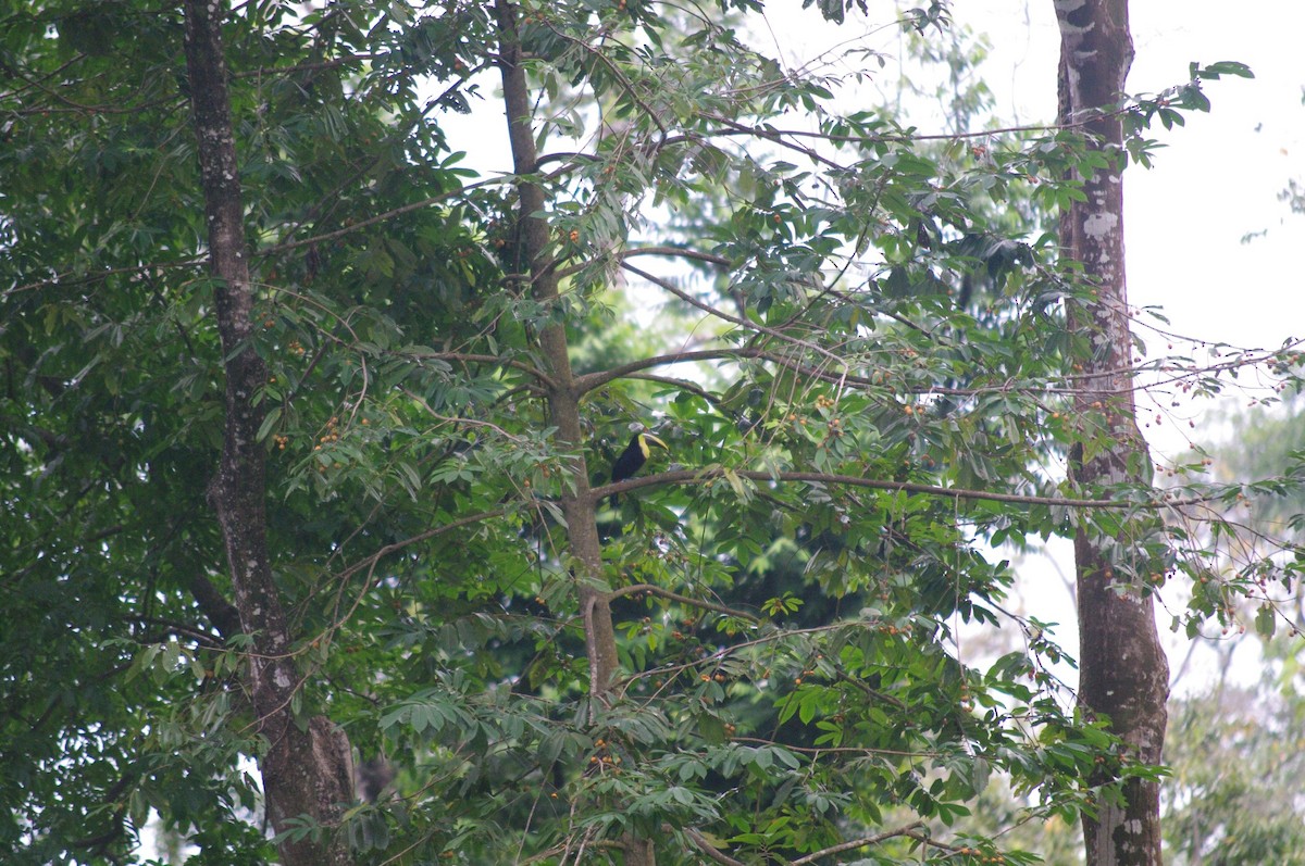 Yellow-throated Toucan - ML473129551