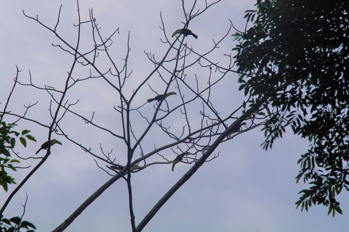 Keel-billed Toucan - ML473129611