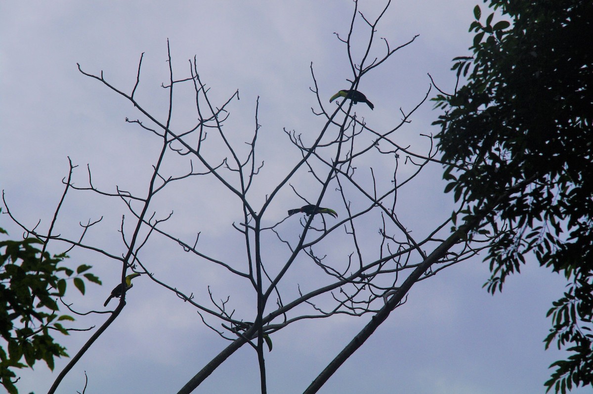 Keel-billed Toucan - ML473129631