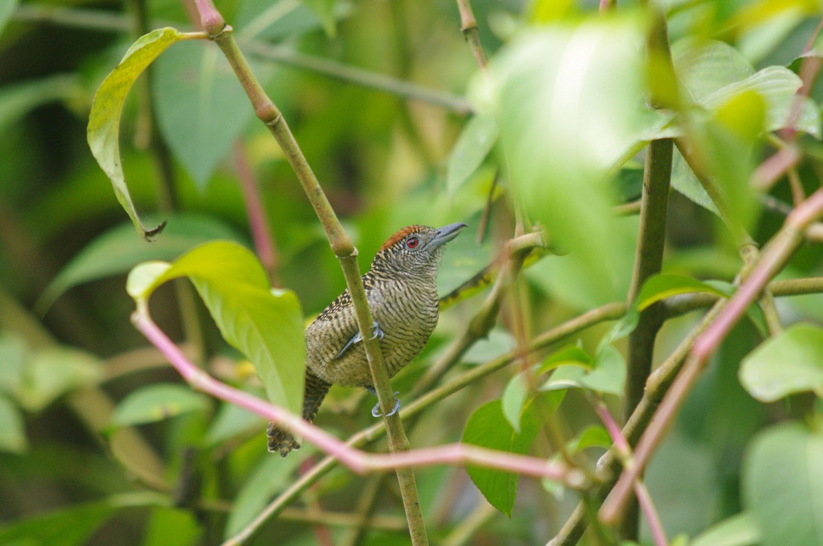 Fasciated Antshrike - Steven Rogers